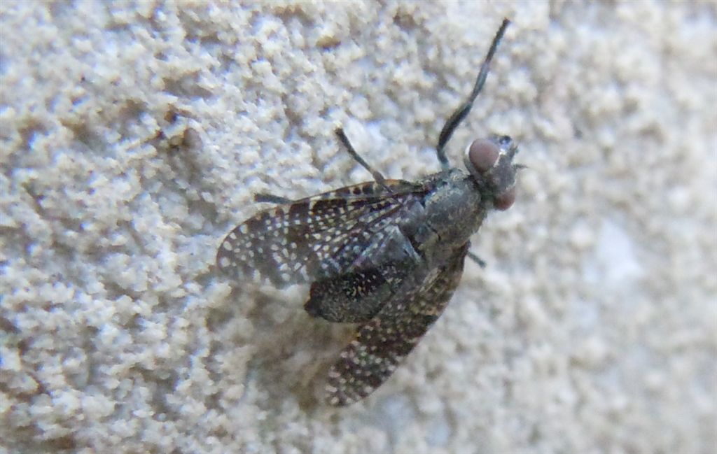 Platystoma